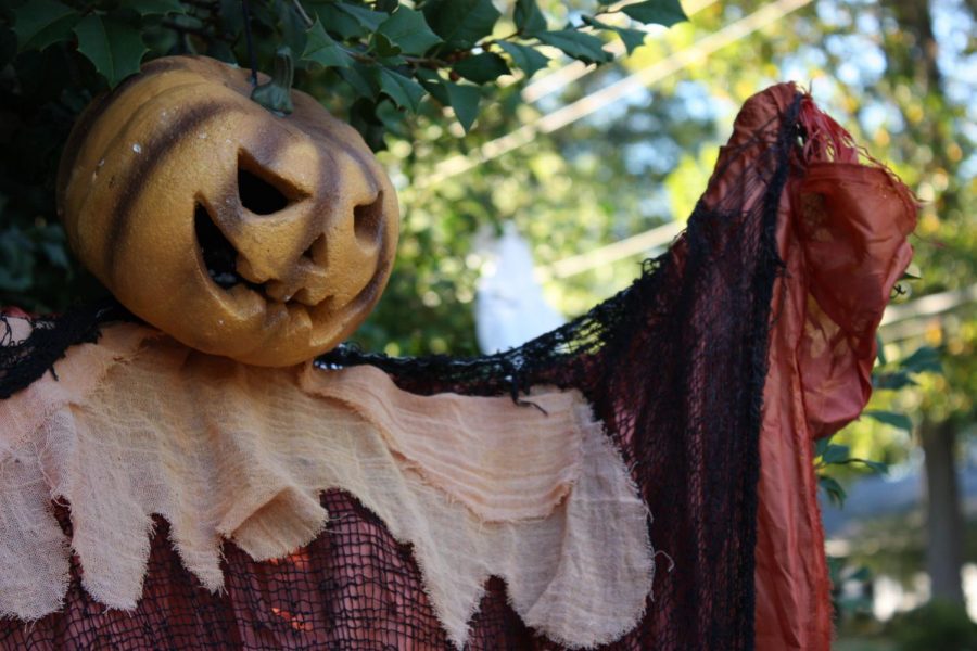 A Halloween decoration hung on a holly tree in the photographers neighborhood.