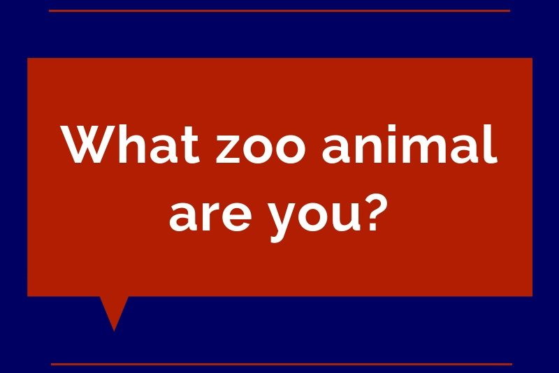 Quiz: What zoo animal are you?