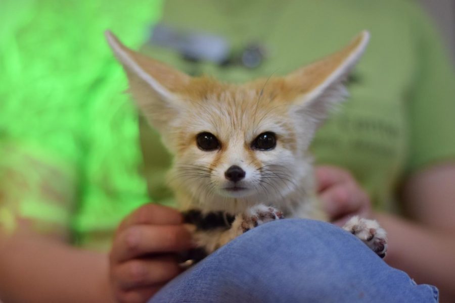 Outreach programs brings fennec fox into Animal Behavior classroom