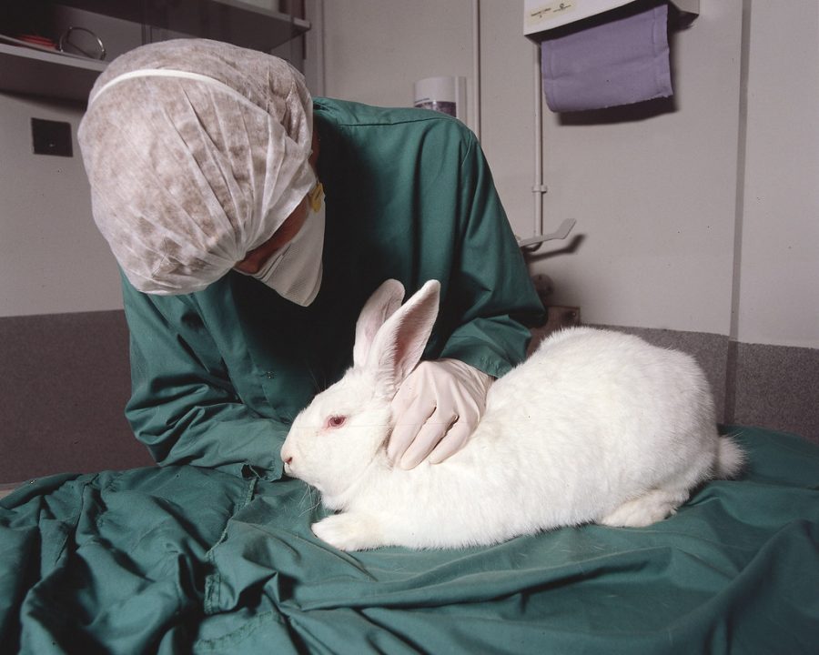 A rabbit in a research room for animal testing. Used under Creative Commons Public License. Photo by Understanding Animal Research.