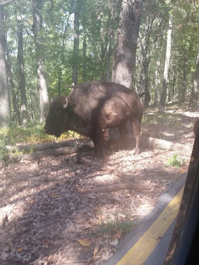 September 27, on a trip to Lone Elk Park, Bison began to gather on both sides of the road when, one decided to 'poop'