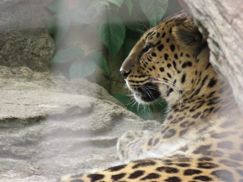 A leopard in Big Cat Country.  Notice the way I've used the mesh to frame it and carefully situated the camera so that none of the bars crossed the head.  