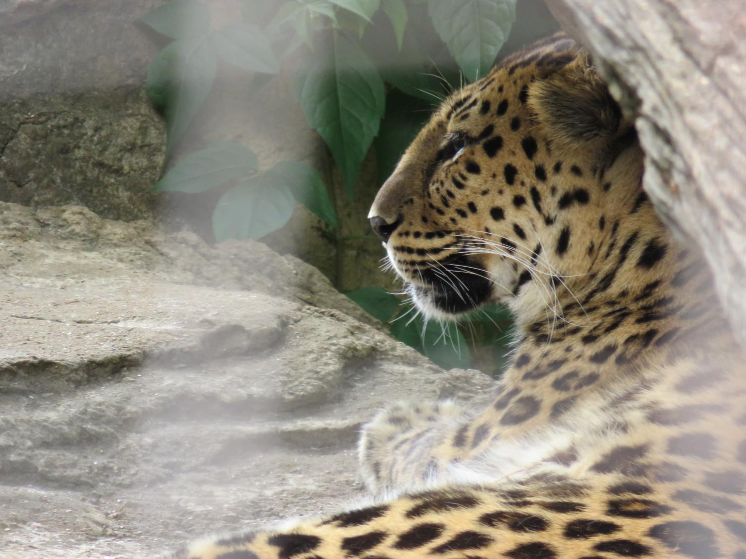 St. Louis Zoo encompasses photogenic scenery throughout various habitats, exhibits