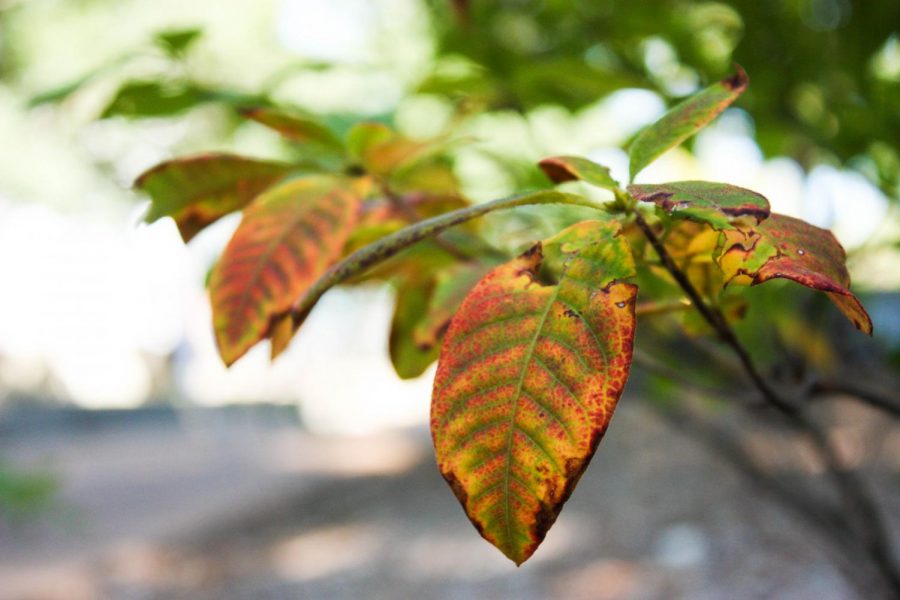 Botanical gardens photo