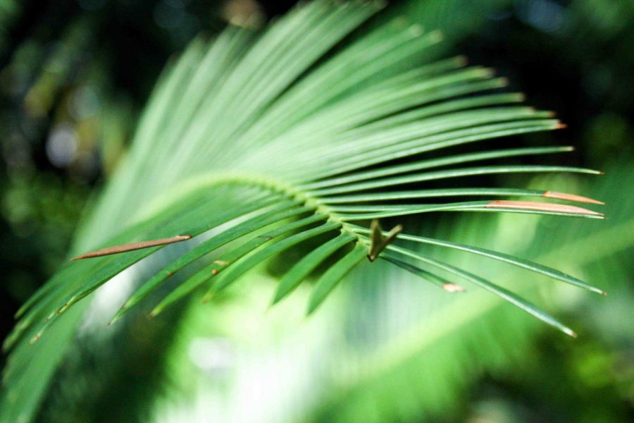 A leaf in the Climatron.  This is an example of how you can use plants for an artistic composition given that they are stationary.  If it could move, I would have never been able to go something like this.