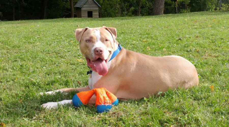 A photo of the photographer's pitbull.